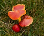 Splendid Waxcap