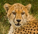 Cheetah Portrait
