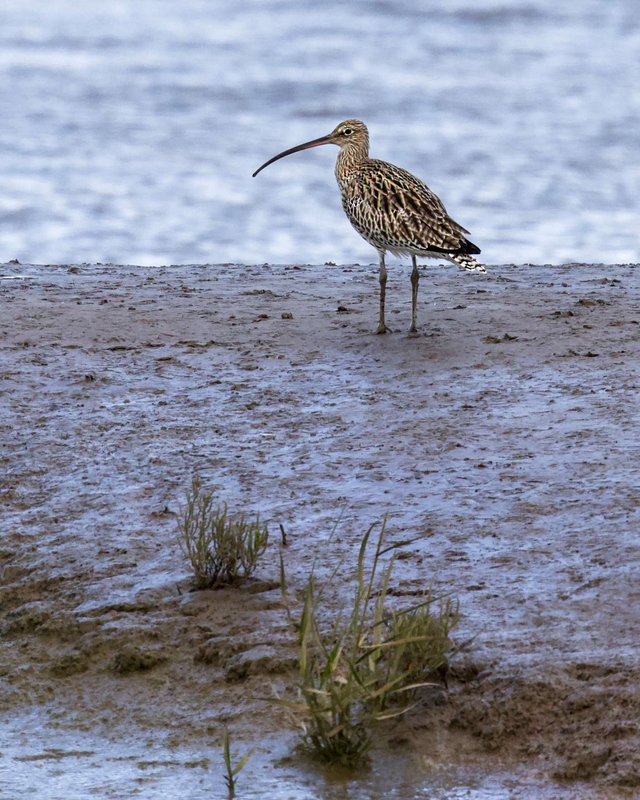Eurasian Curlew - Dee Estuary - North Wales
