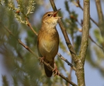 Grasshopper Warbler