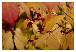 Euonymus planipes 1
