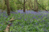 Bluebells at Oxford Island