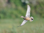 Gadwall portfolio