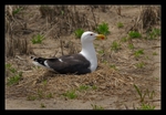 Nesting Gull