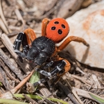 the ladybird spider (Eresus kollari,)