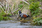 Harlequin Duck