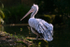 PELICAN  _AGT007