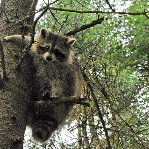A Raccoon peers town from a forest tree at the Irving Nature Park near Saint John, NB.