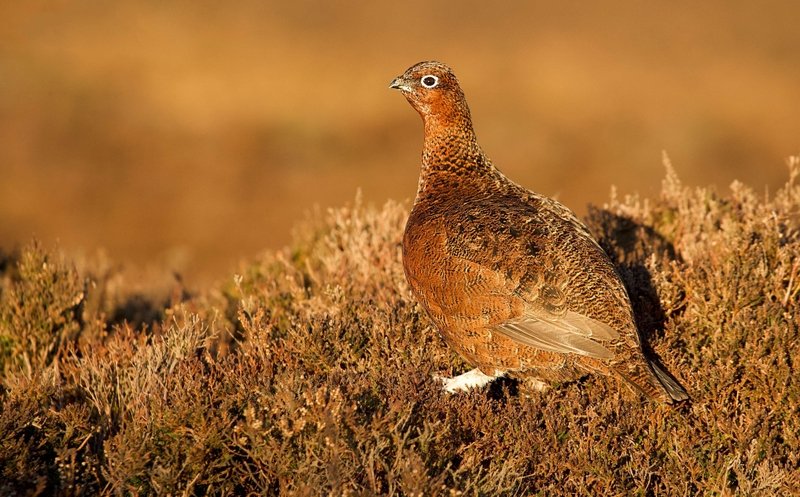 Red Grouse - Stanage Edge - Peak District