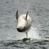 Bottlenose Dolphin