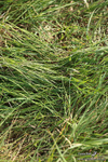 PR 250526 345