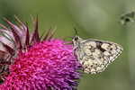 Marbled White feeding on Musk Thistle, Seacombe Bottom, Dorset