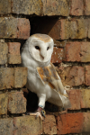 Barn Owl