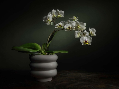 Potted Orchid. Light-painted still-life featuring a potted Orchid plant. Lit with diffused torchlight.