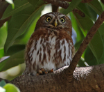 Pearl Spotted Owlet
