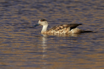 Crested Duck, side view, Chile