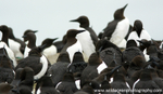 SBA007: Guillemot colony