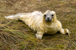 Poppy, a Grey Seal Pup