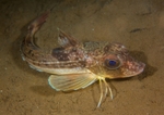 Eutrigla gurnardus