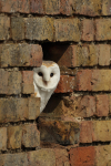 Barn Owl