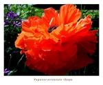 Papaver orientale 'Olympia'