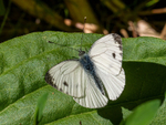 Small White