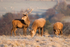 Red Deer
