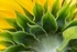 Sunflowers2