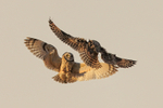 Short-eared Owls fighting, Hawling, Gloucestershire
