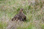 Red Grouse