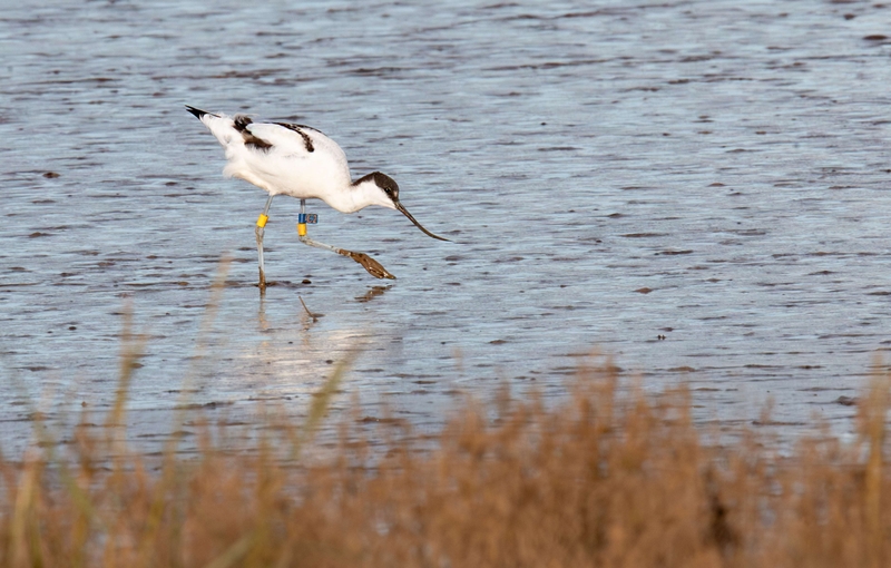 Pied Avocet - Dee Estuary - North Wales