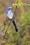 Florida Scrub-Jay, Venice, Florida
