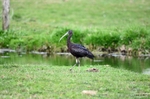 Glossy Ibis