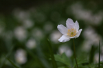 Wood Anemone