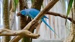 Blue Ring Necked Parakeet  (22)