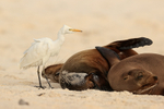 Cattle Egret examining Galapagos Sea Lions for insects, Espanola