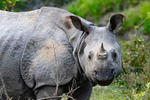 Rhino