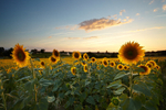 Sunflower Sunset, Dordogne, France