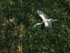 Asian Openbill banking, Gao Giong, Vietnam