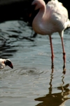 Peep beak