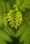 rowan, bud-break