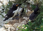Razorbill