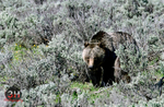 3HPhotography5-21-25_GTNP_1102_
