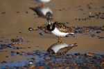 Turnstone