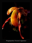 Phrag. 'Sorcerer's Apprentice'