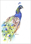 Peacock Fine Art Print 774
