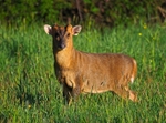 Reeves' Muntjac
