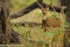 Axis deer.