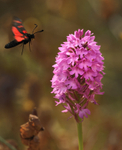 Six-spot burnet on pyramidal orchid