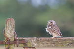 Little owl on country gate